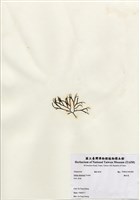 藏品(鐵釘菜)的圖片